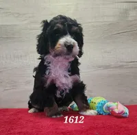 1612, a male Miniature Bernedoodle for sale in Fredericksburg, OH – Photo 2 of 4
