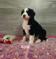 6266, a female Bernedoodle for sale in Fredericksburg, OH – Photo 1 of 2