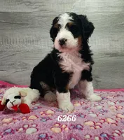 6266, a female Bernedoodle for sale in Fredericksburg, OH – Photo 2 of 2