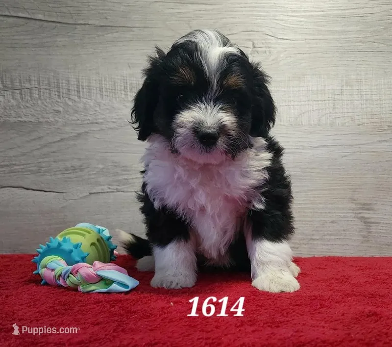 1614 – Miniature Bernedoodle puppy for sale in Fredericksburg, OH