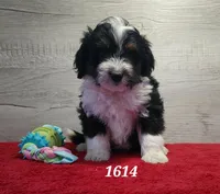1614, a male Miniature Bernedoodle for sale in Fredericksburg, OH – Photo 1 of 4