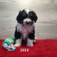 1614, a male Miniature Bernedoodle for sale in Fredericksburg, OH – Photo 2 of 4