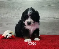 6259, a male Bernedoodle for sale in Fredericksburg, OH – Photo 2 of 2