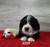 6259, a male Bernedoodle for sale in Fredericksburg, OH – Photo 1 of 2