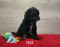 1613, a male Miniature Bernedoodle for sale in Fredericksburg, OH – Photo 2 of 4
