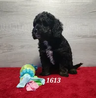 1613, a male Miniature Bernedoodle for sale in Fredericksburg, OH – Photo 1 of 4