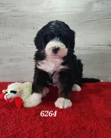 6264, a male Bernedoodle for sale in Fredericksburg, OH – Photo 1 of 2
