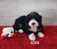 6264, a male Bernedoodle for sale in Fredericksburg, OH – Photo 2 of 2