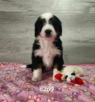 6269, a female Bernedoodle for sale in Fredericksburg, OH – Photo 2 of 2