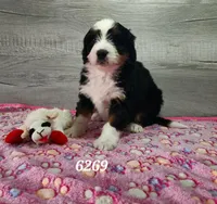 6269, a female Bernedoodle for sale in Fredericksburg, OH – Photo 1 of 2