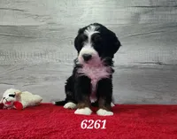 6261, a male Bernedoodle for sale in Fredericksburg, OH – Photo 2 of 2