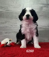 6260, a male Bernedoodle for sale in Fredericksburg, OH – Photo 2 of 2