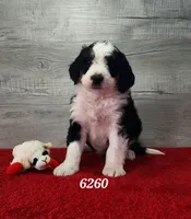 6260, a male Bernedoodle for sale in Fredericksburg, OH – Photo 1 of 2
