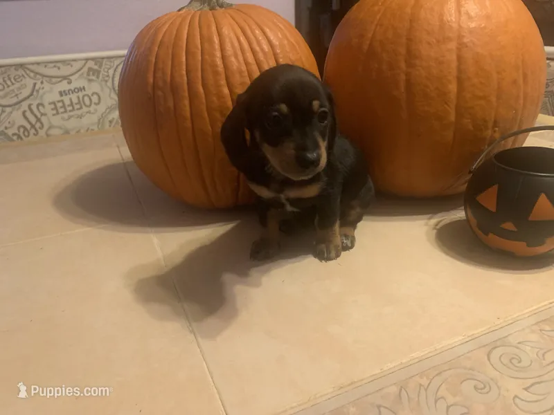 Juniper , a female Dachshund for sale in Antelope, CA – 1 of 2
