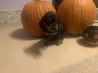 Juniper , a female Dachshund for sale in Antelope, CA – 1 of 2