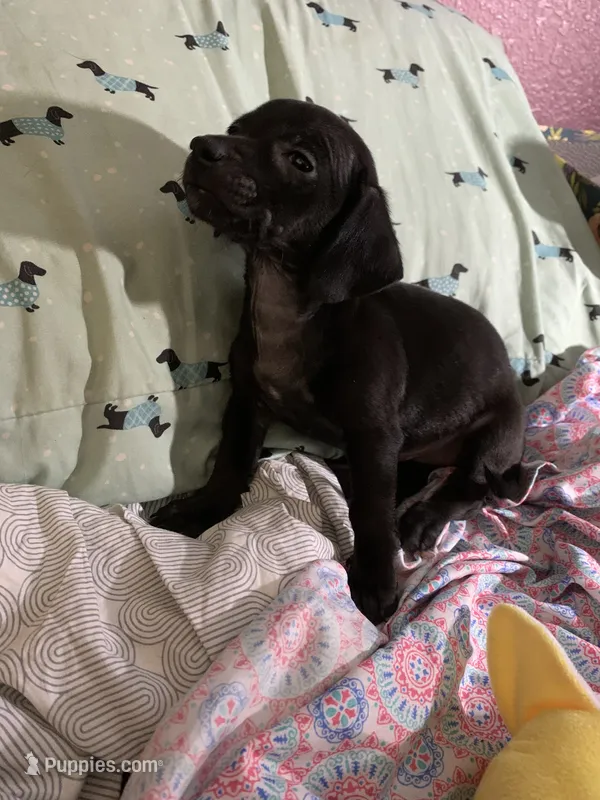 Pocket pet Marco, a male Chiweenie for sale in Antelope, CA – 1 of 3