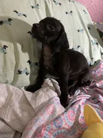 Pocket pet Marco, a male Chiweenie for sale in Antelope, CA – 1 of 3