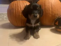 Daisy, a female Dachshund for sale in Antelope, CA – 2 of 2