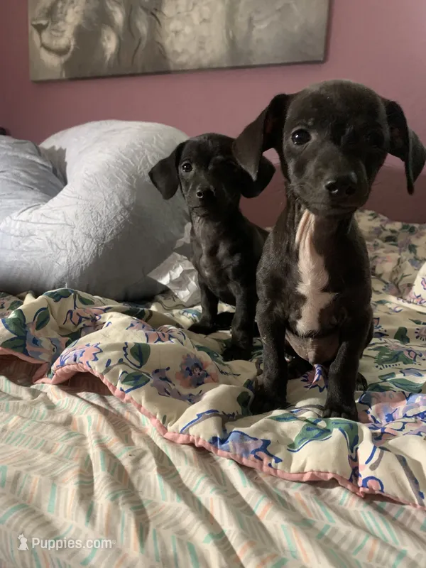 Pocket pet Marco – Chiweenie puppy for sale in Antelope, CA