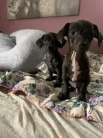 Pocket pet Marco, a male Chiweenie for sale in Antelope, CA – 2 of 5