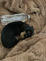 Pocket pet Toto, a male Chiweenie for sale in Antelope, CA – 2 of 3