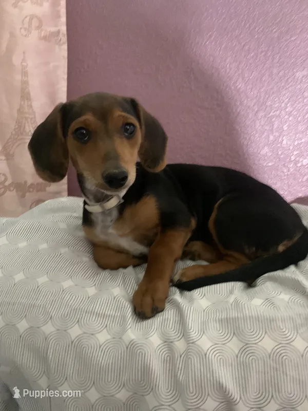 Lenny – Dachshund puppy for sale in Antelope, CA