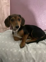 Lenny, a female Dachshund for sale in Antelope, CA – 1 of 3