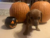 Mudd , a male Dachshund for sale in Antelope, CA – 2 of 2