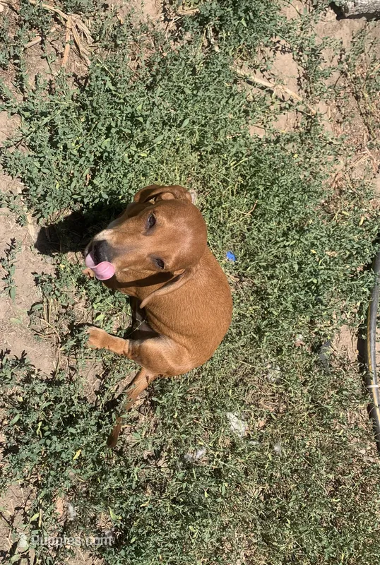 Mr Washington – Dachshund puppy for sale in Antelope, CA