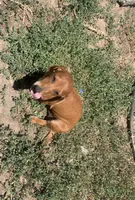 Mr Washington, a male Dachshund for sale in Antelope, CA – 1 of 2