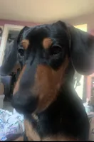 Billy Joe, a male Dachshund for sale in Antelope, CA – 4 of 4