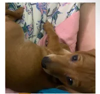 Mr. Wingston, a male Dachshund for sale in Antelope, CA – 2 of 3