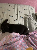 Pocket pet Marco, a male Chiweenie for sale in Antelope, CA – 2 of 3
