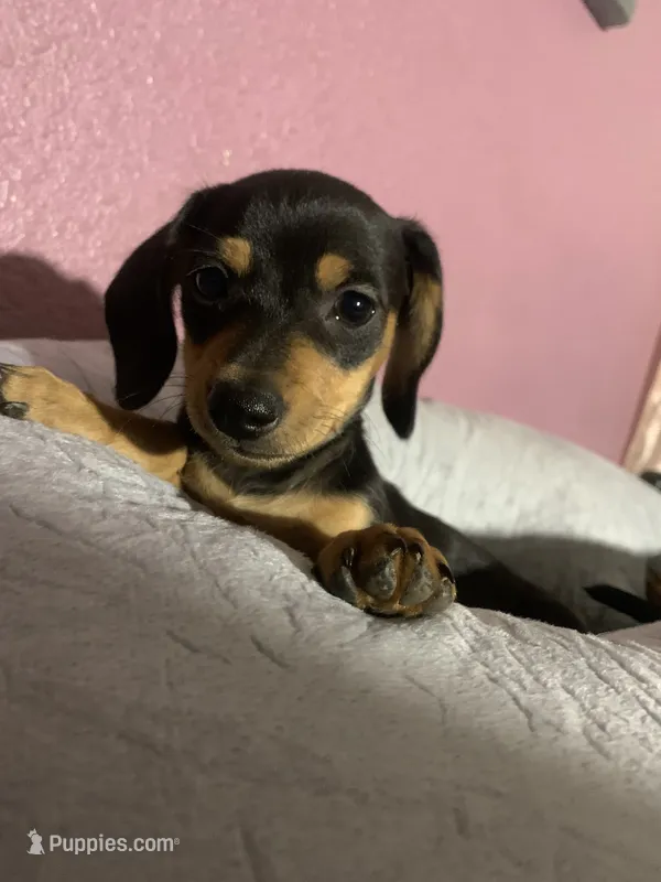 Toto – Chiweenie puppy for sale in Antelope, CA