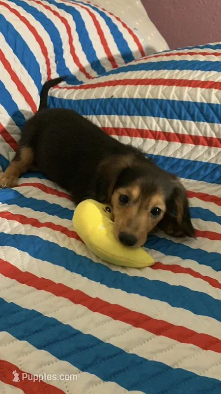 Bobik – Dachshund puppy for sale in Antelope, CA