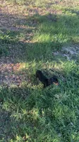 Toto, a male Chiweenie for sale in Antelope, CA – 2 of 4