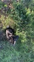 Toto, a male Chiweenie for sale in Antelope, CA – 4 of 4