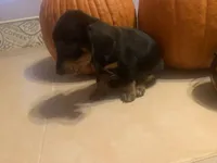 Juniper , a female Dachshund for sale in Antelope, CA – 2 of 2