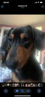 Billy Joe, a male Dachshund for sale in Antelope, CA – 2 of 2