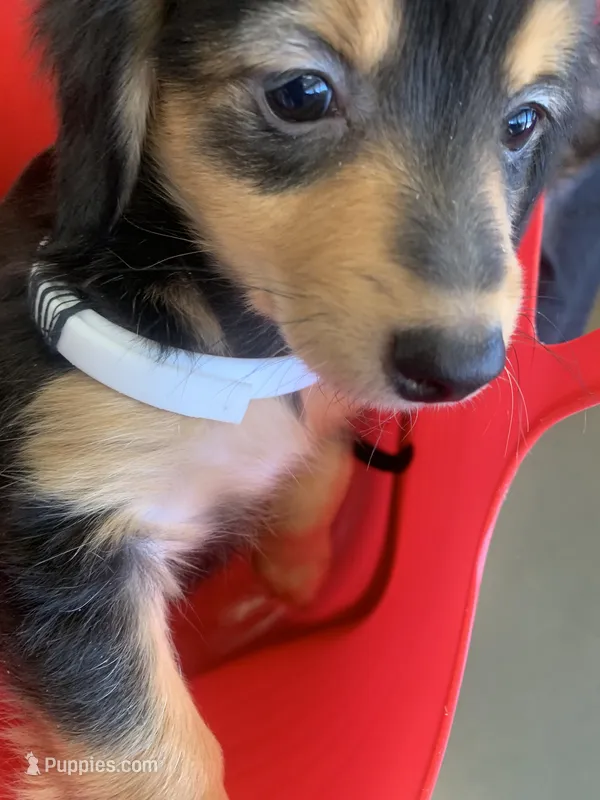 Sharik  – Dachshund puppy for sale in Antelope, CA