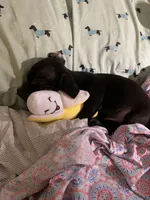 Pocket pet Marco, a male Chiweenie for sale in Antelope, CA – 3 of 3