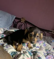 Rexik , a male Dachshund for sale in Antelope, CA – 2 of 3