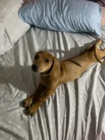 Mr. Wingston, a male Dachshund for sale in Antelope, CA – 3 of 3