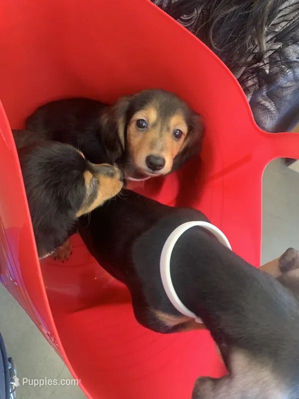 Bobik – Dachshund puppy for sale in Antelope, CA