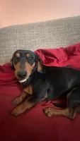 Billy Joe, a male Dachshund for sale in Antelope, CA – 3 of 4