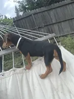 Lenny, a female Dachshund for sale in Antelope, CA – 2 of 3