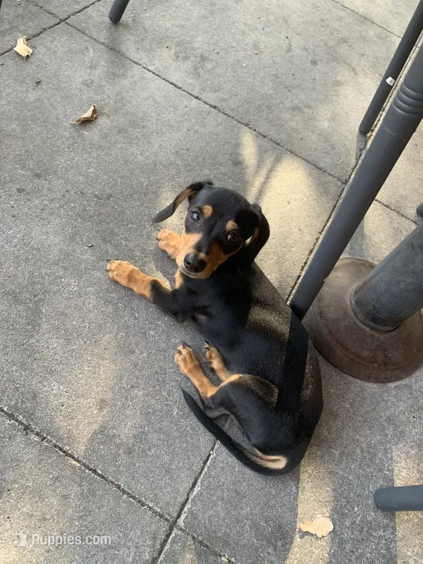 Toto – Chiweenie puppy for sale in Antelope, CA