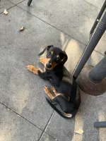 Toto, a male Chiweenie for sale in Antelope, CA – 1 of 4