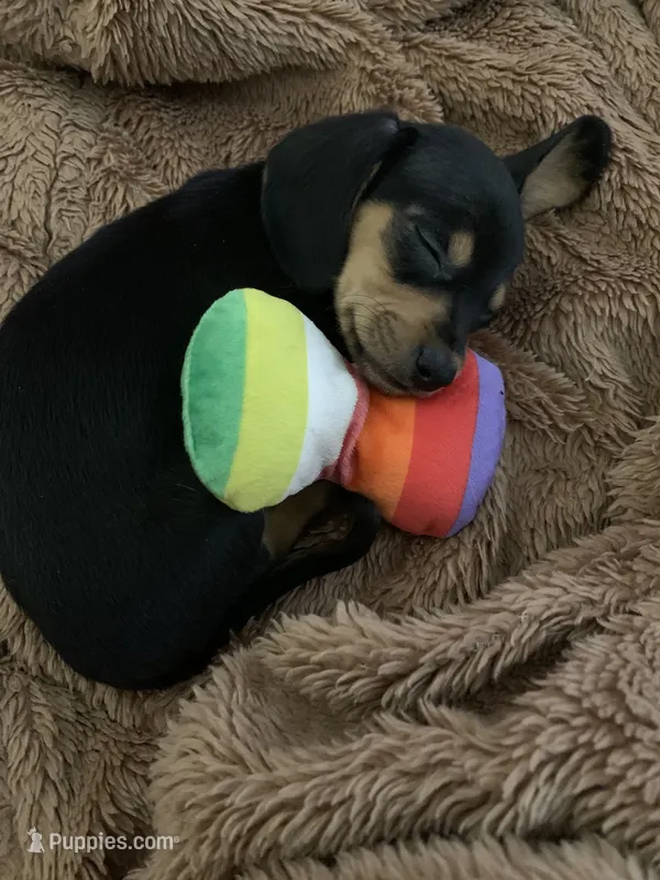 Pocket pet Toto – Chiweenie puppy for sale in Antelope, CA