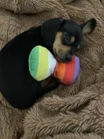 Pocket pet Toto, a male Chiweenie for sale in Antelope, CA – 1 of 3